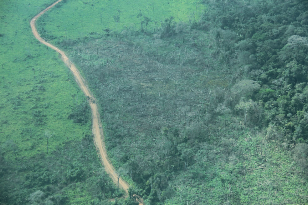 El Amazonas ha perdido cerca de 38 millones de km cuadrados en la última década