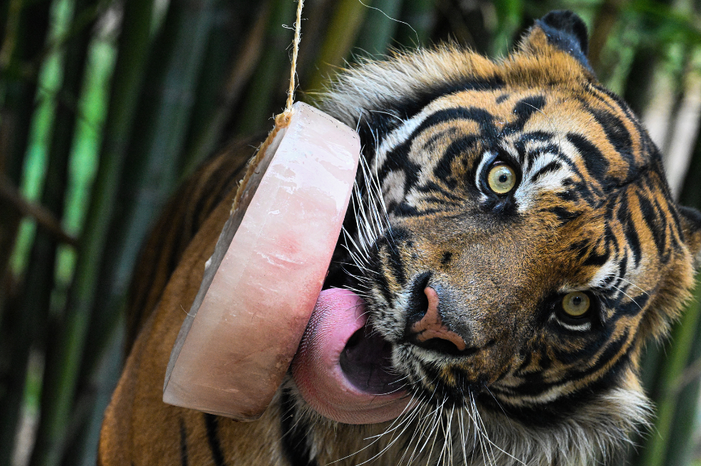 ¿Qué impacto tiene en los animales de zoológico la presencia de los visitantes?