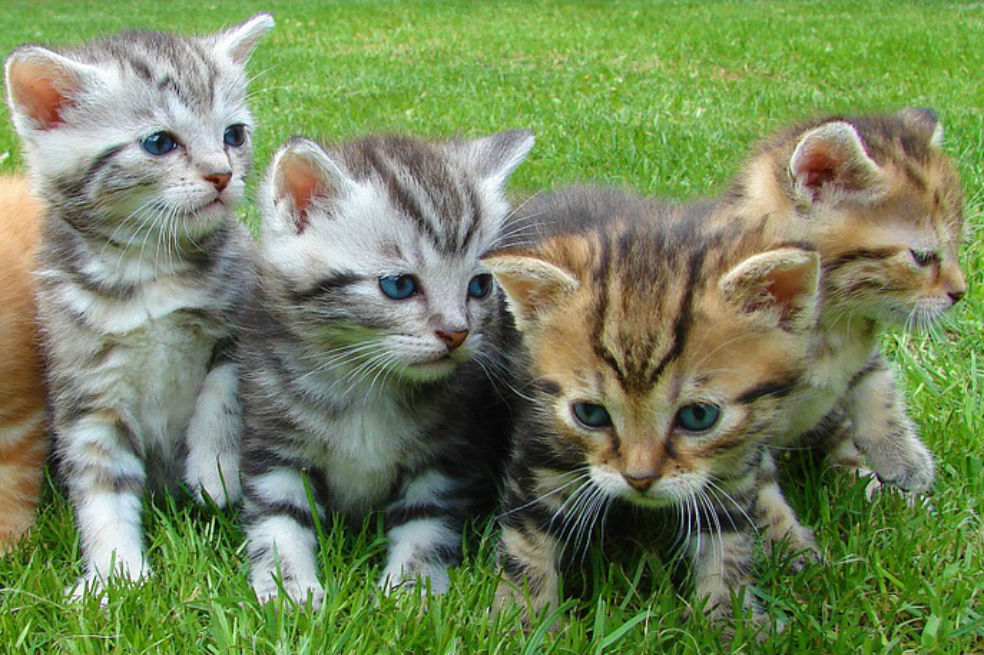 Libro escolar indio sugiere asfixiar gatos como experimento científico