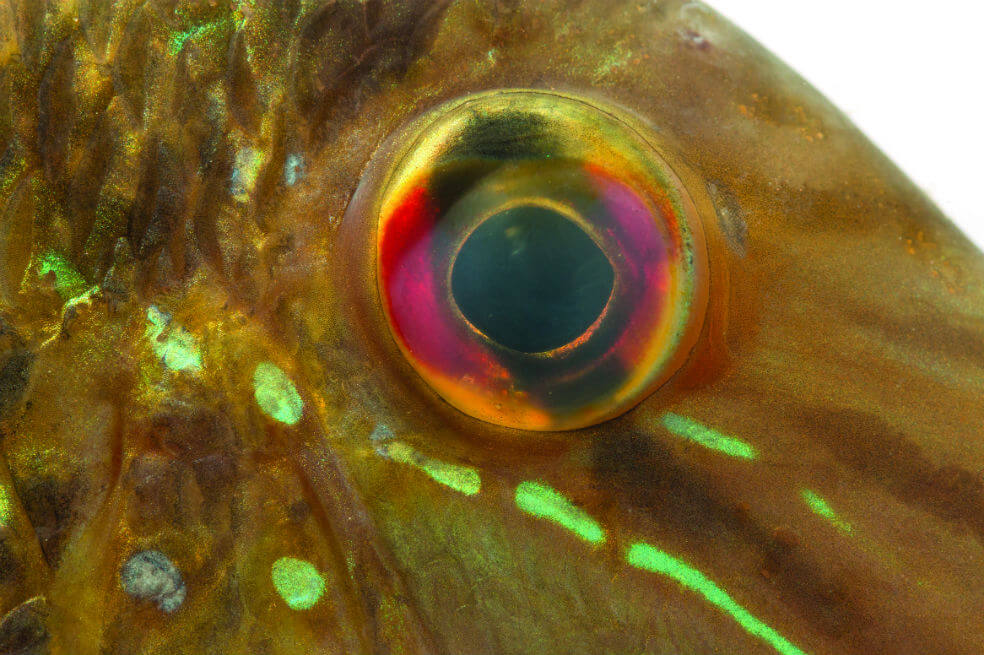 Un sistema para fotografiar peces “made in Colombia”