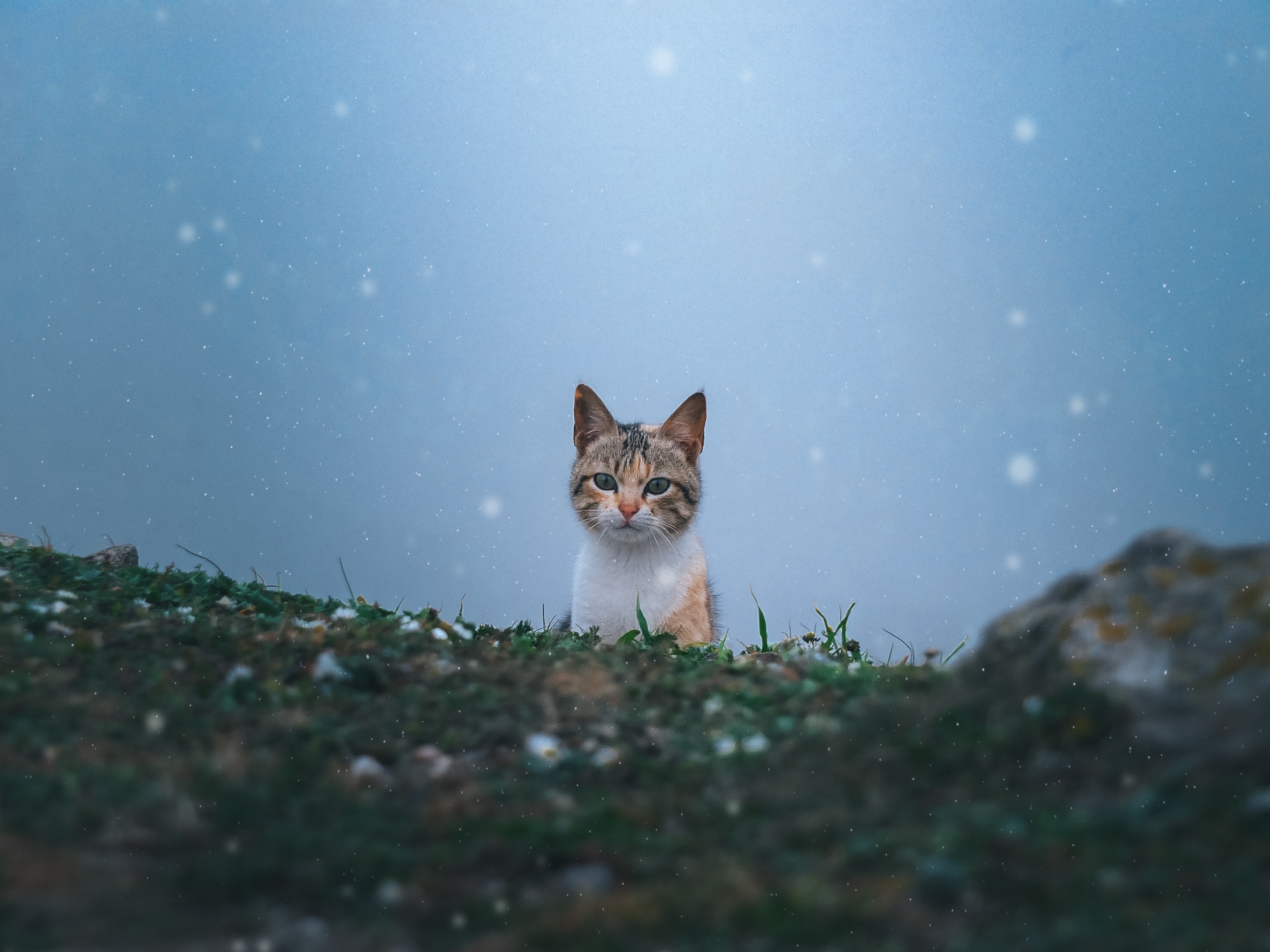 10 cosas que odia su gato y que usted, quizás, no sabía.