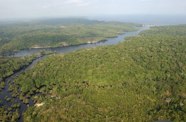¿Cuál es la relación entre los ríos y la diversidad de aves en la Amazonía?