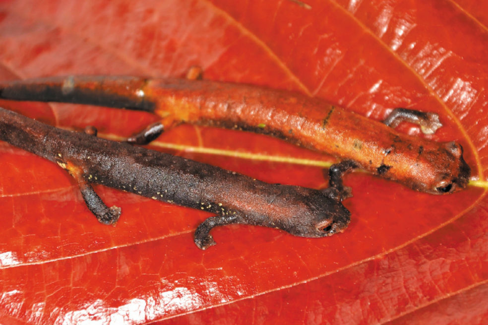 La “Bolitoglossa yariguiensis” se caracteriza por su tamaño corporal pequeño y hocico corto. / Carlos Hernández Jaimes