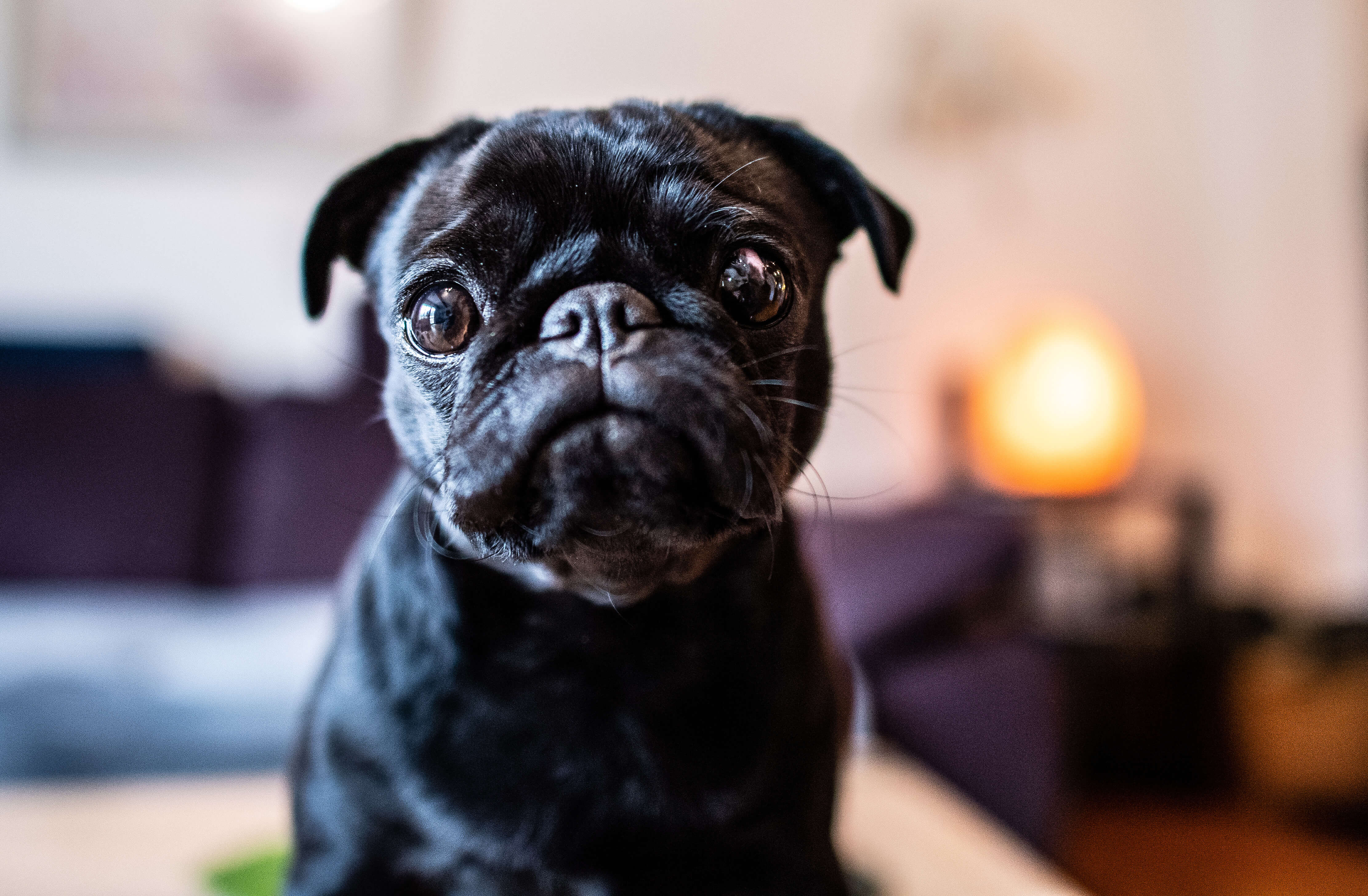 En Alemania robaron un perro para saldar una deuda