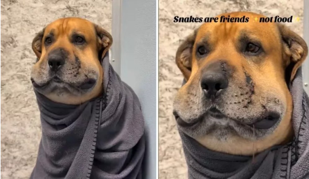Mordedura de serpiente deja a perro con hinchazón: ya se encuentra mejor