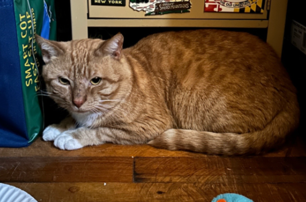 Kurt, el gato que vivió ocho meses en una casa vacía tras la muerte de su dueño
