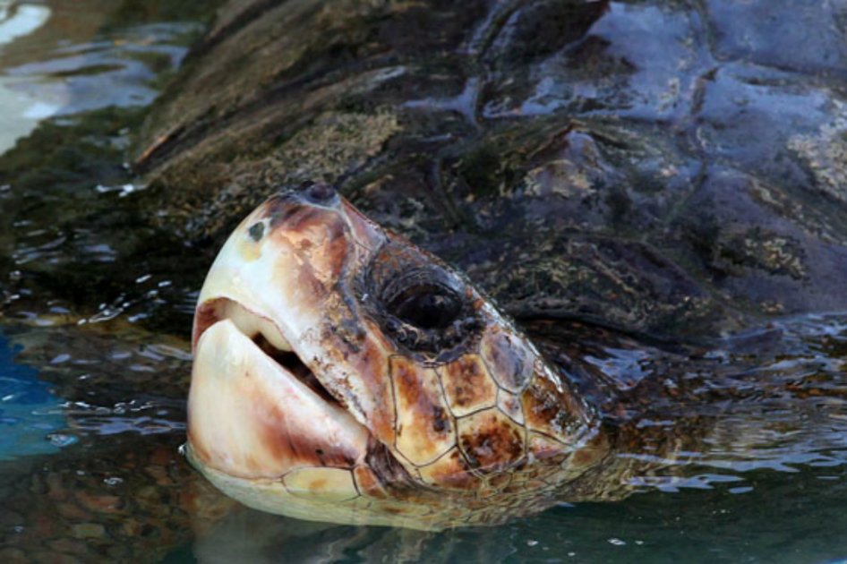 Aumento de temperaturas de las aguas amenaza población de tortugas marinas