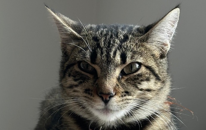 Miel, la gatita que fue adoptada de bebé y devuelta al refugio al crecer