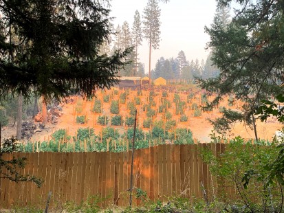 Estados Unidos: el fuego arrasa el país de la marihuana
