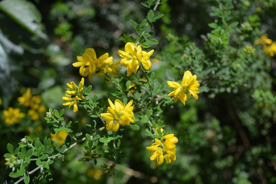 Retamo liso o blanco (Genista monspessulana) es una arbusto de hasta 3 m de alto que se le conoce como especie invasora, por su rápido crecimiento y expansión que inhibe el desarrollo de las especies nativas.