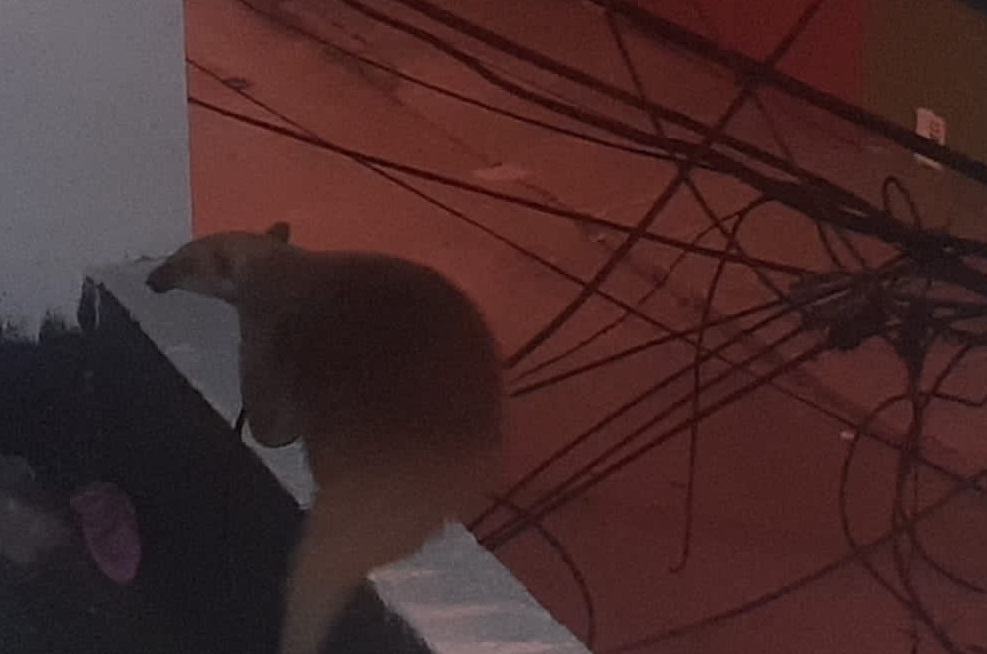 Bomberos rescatan a oso hormiguero en poste de luz, al occidente de Bogotá