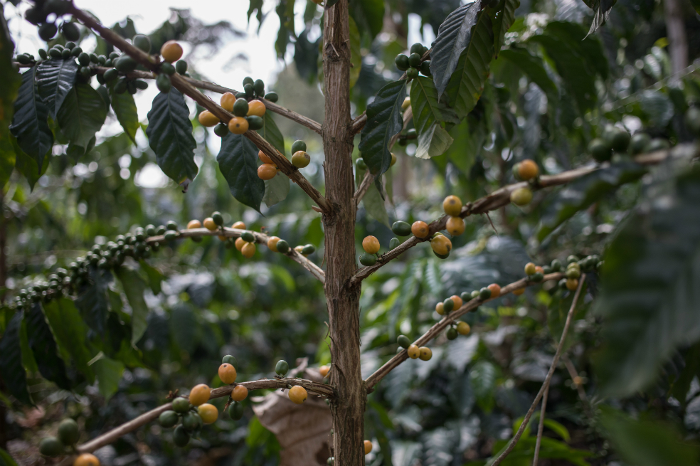 Producción colombiana de café cae 12% en marzo en medio de crisis por precios bajos