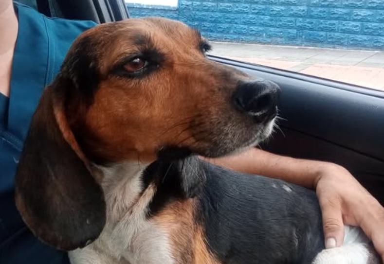 Taxista abandona a perrita con la columna partida en Bucaramanga: ¿Qué le espera?
