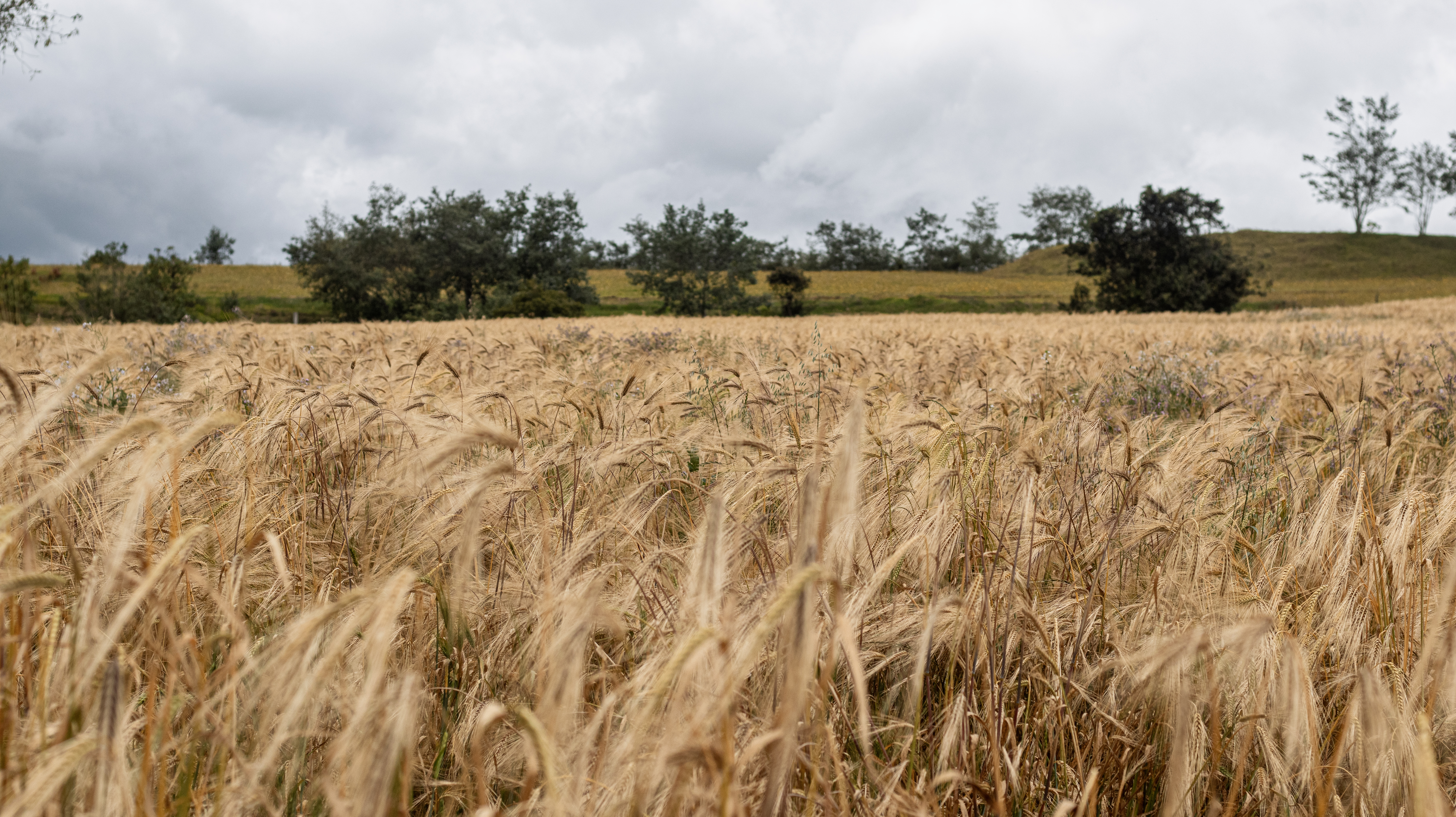 En Boyacá está el primer proyecto de agricultura regenerativa del Foro E. Mundial