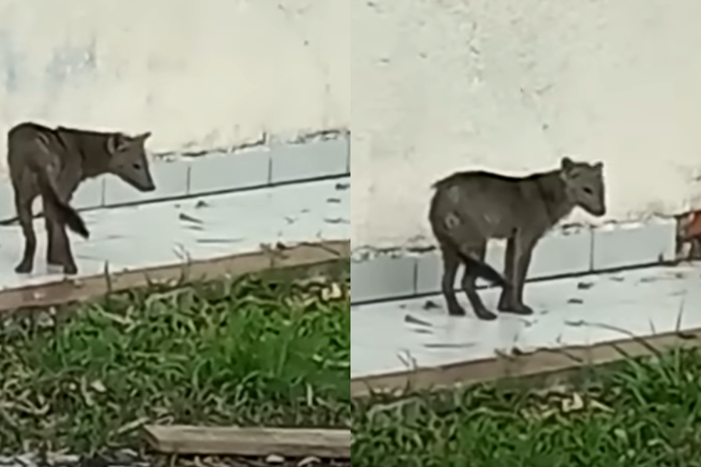 Video: perro fantasma que apareció en Bolivia se vuelve viral en redes sociales