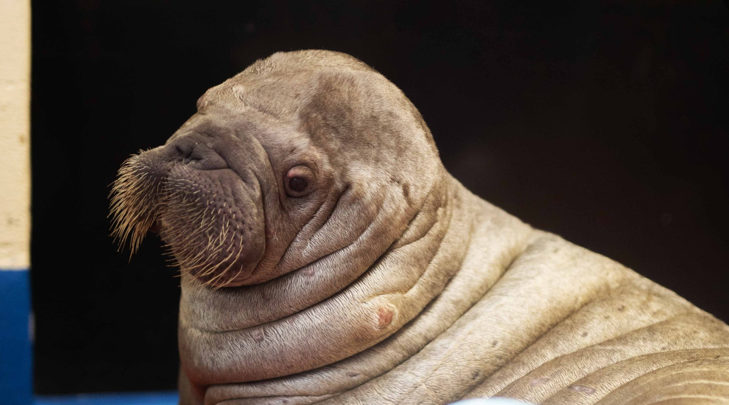 Esta es la morsa hembra rescatada en Alaska.
