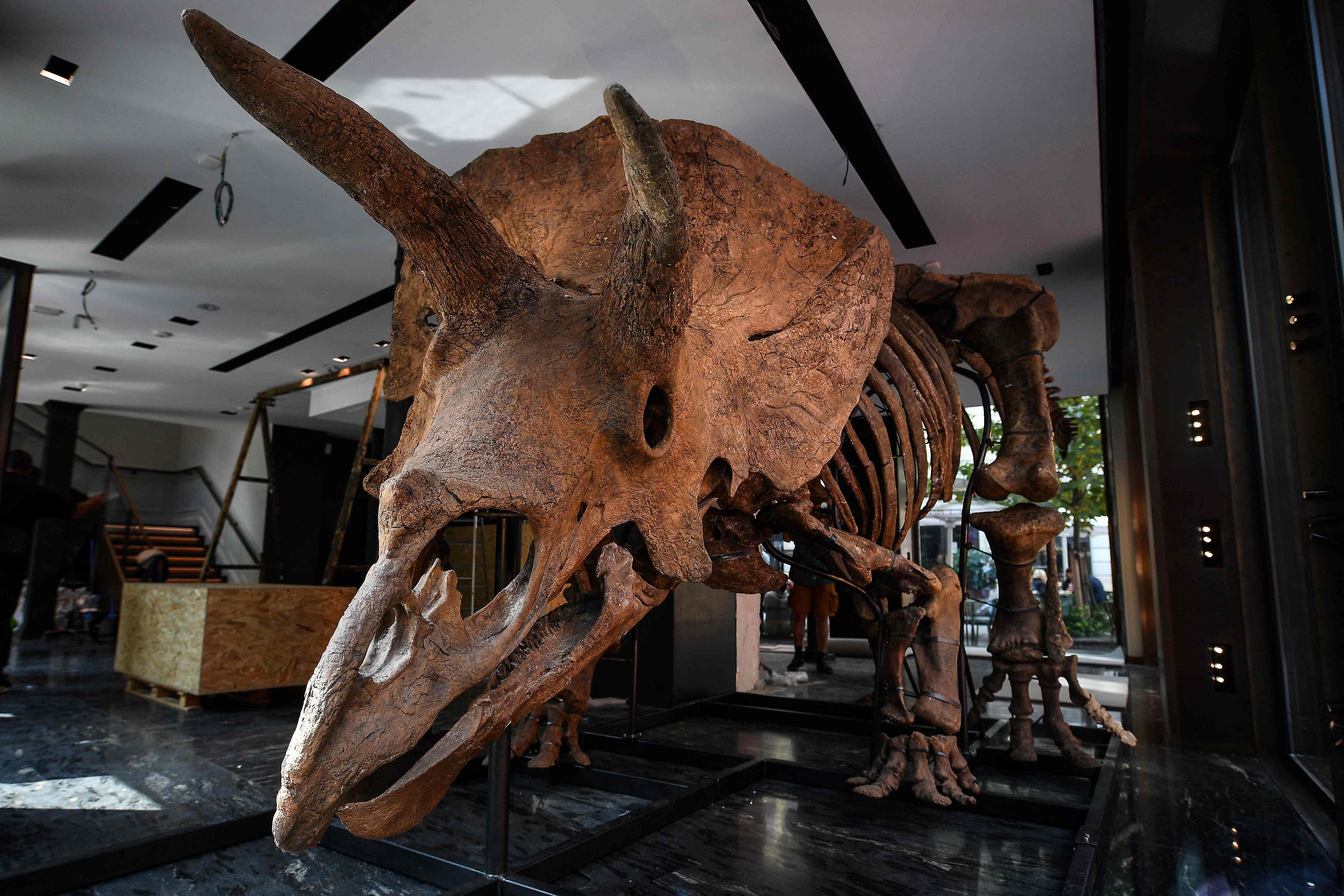 Subastan los fósiles del triceratops más grande conocido. La ciencia lo lamenta