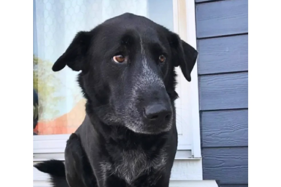 La foto de un perro 10 años después en el mismo lugar que conmovió a miles en redes sociales