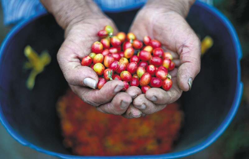 Minagricultura anuncia asamblea nacional cafetera: ¿qué se abordará y cuándo será?