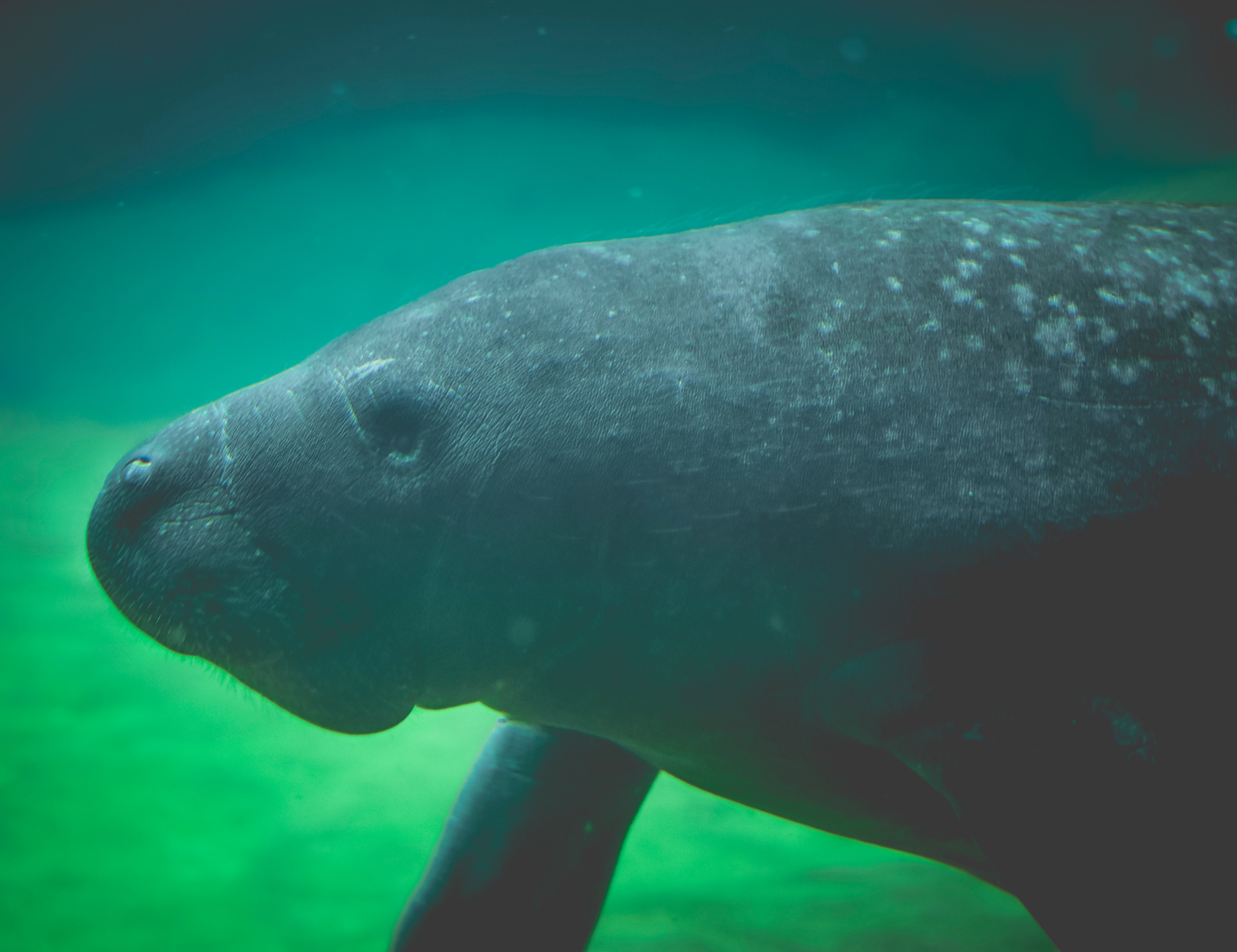 Estos animales no producen muchos descendientes: las hembras reproductoras dan a luz aproximadamente una cría cada dos años.