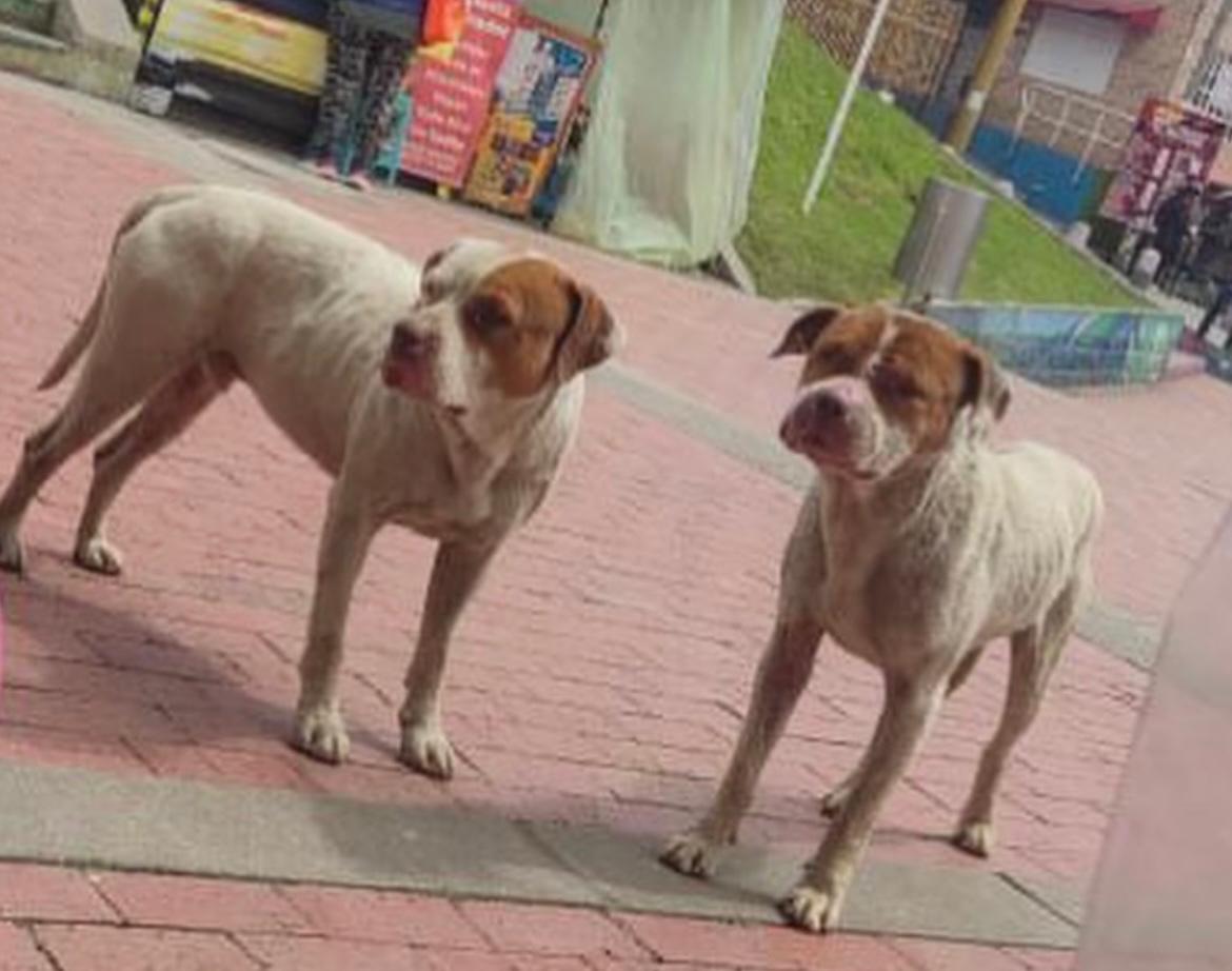 Usaban a estos perros en peleas ilegales en Bogotá: hoy luchan por sobrevivir