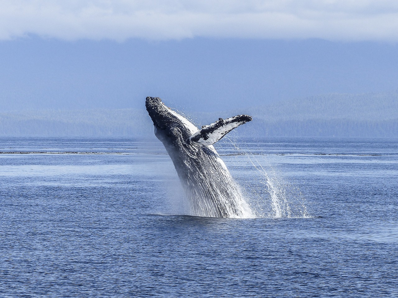 Prográmese: Ecuador abre la temporada de avistamiento de ballenas jorobadas