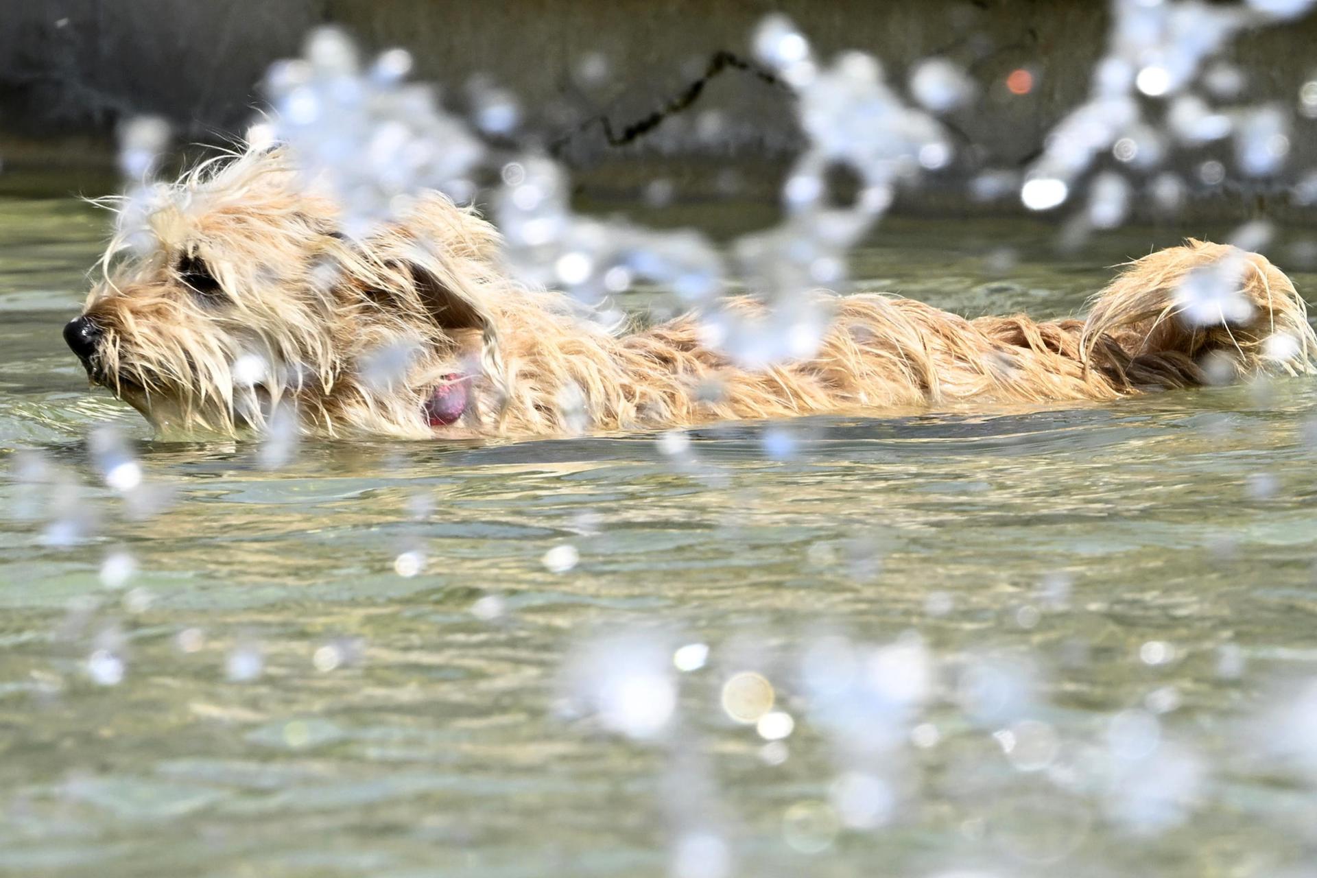 Milan (Italy), 24/06/2026.- A dog cools off in a fountain during a heatwave in Milan, Italy, 24 June 2026. An intense heatwave continues in Western and Central Europe, pushing temperatures far above seasonal norms for mid-June. (Italia) EFE/EPA/DANIEL DAL ZENNARO
