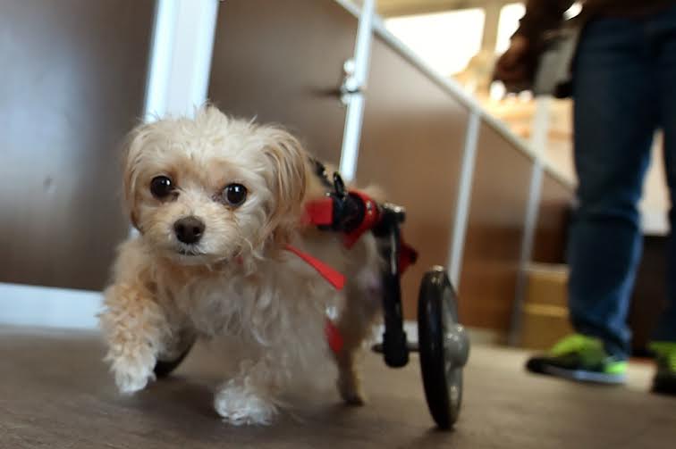 Así funciona un centro de rehabilitación para animales