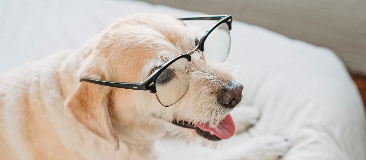 ¿Su perro lo escucha? Estudio muestra que algunos aprenden palabras sin recibir órdenes