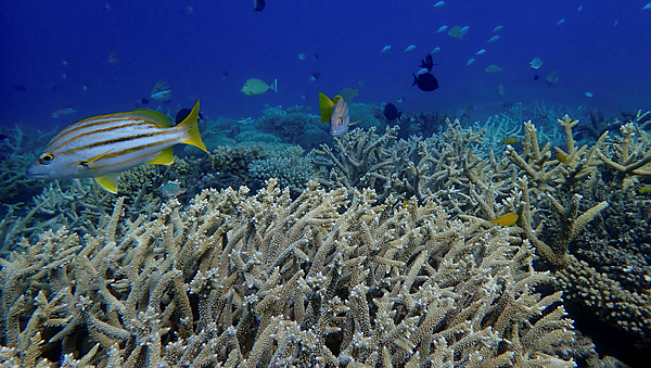 Mortalidad de corales en la Gran Barrera de Coral se debe a ciclones y calor extremo