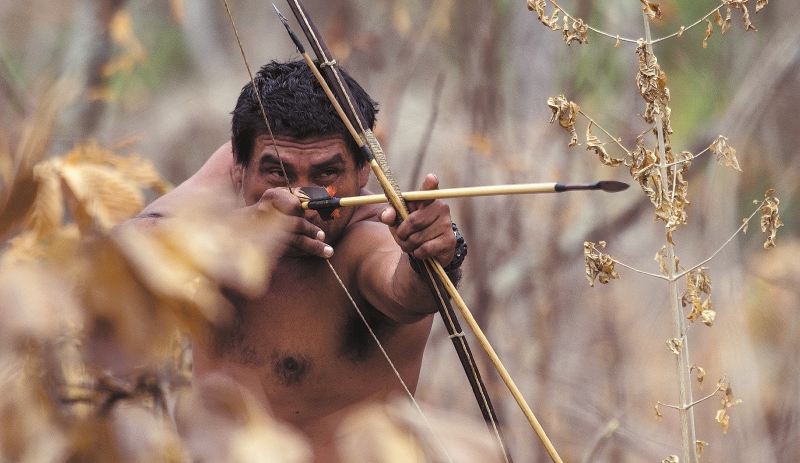 Dantas y armadillos, entre las 223 especies que se cazan en Colombia para subsistir