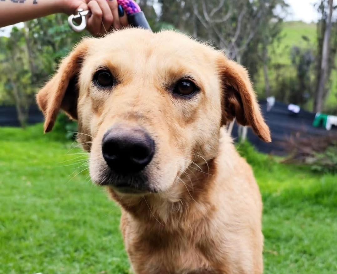Tammy fue abandonada y esperó más de 600 días en un refugio: hoy tiene una familia