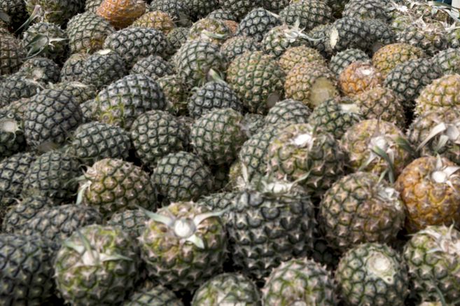 Producción de piña, la cadena productiva que impulsa la competitividad en Meta