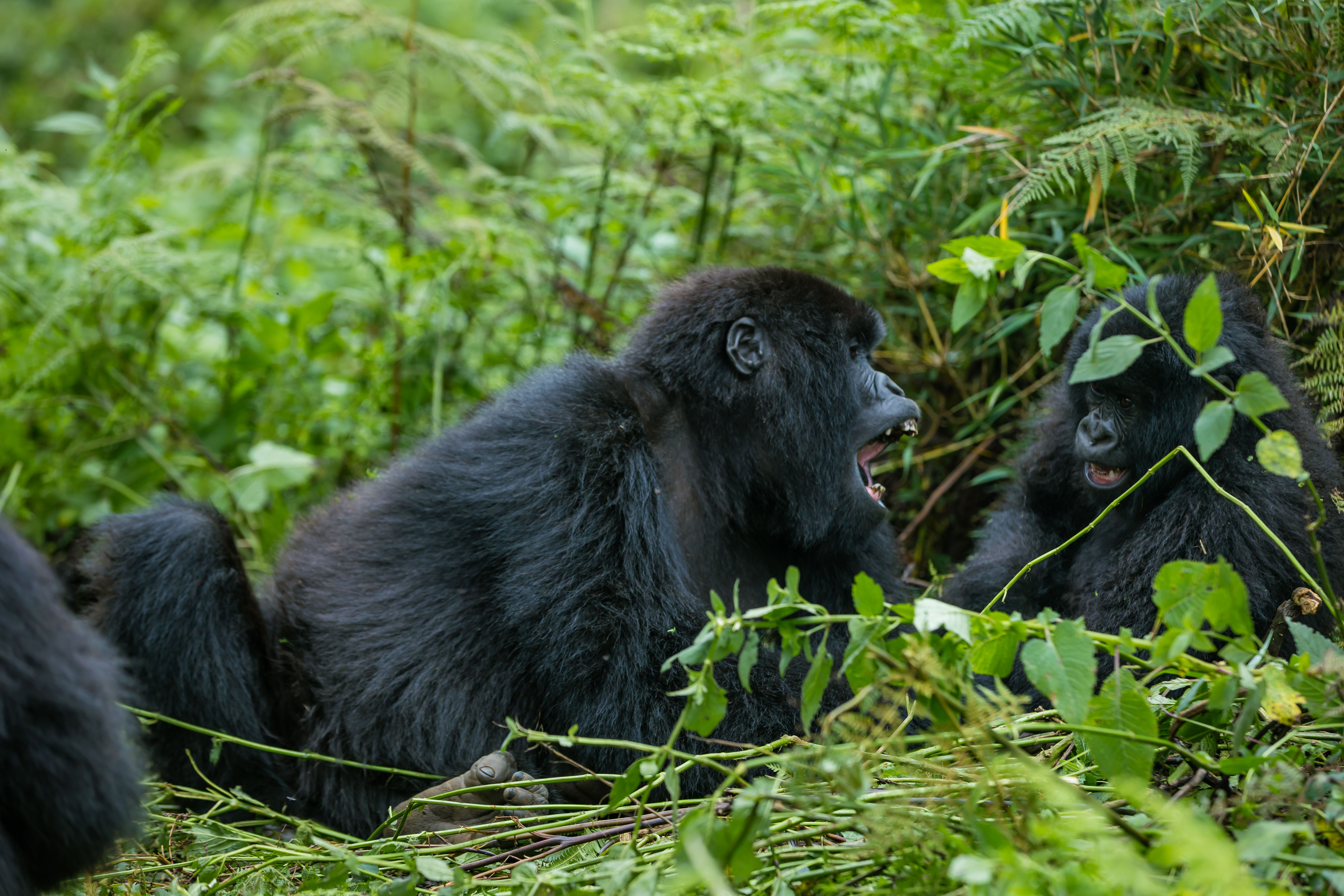 Así es encontrarse con gorilas en el Parque Nacional de los Volcanes, en Ruanda