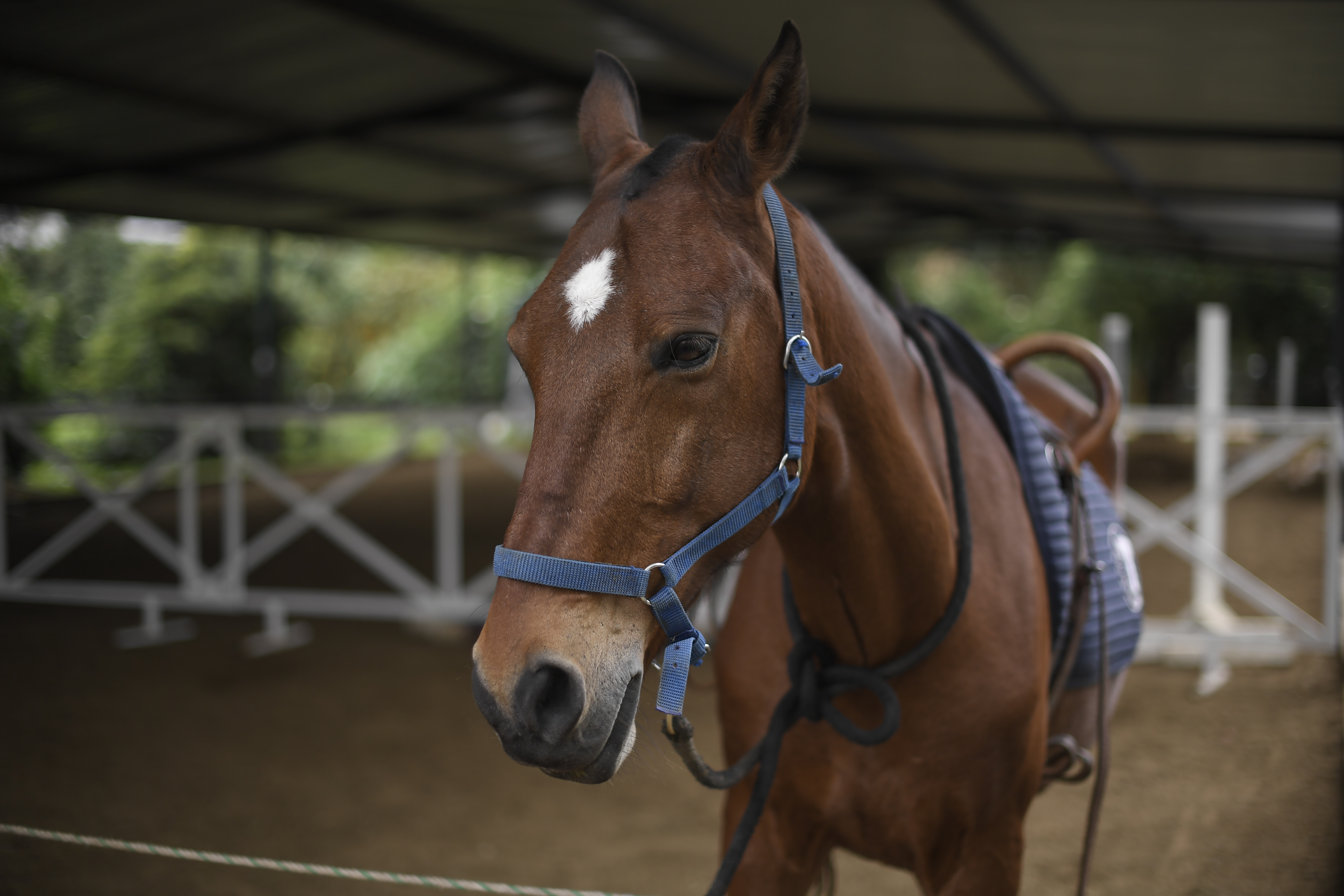 Accidente en Tuluá: camión con caballos de Faustino Asprilla se volcó en la vía