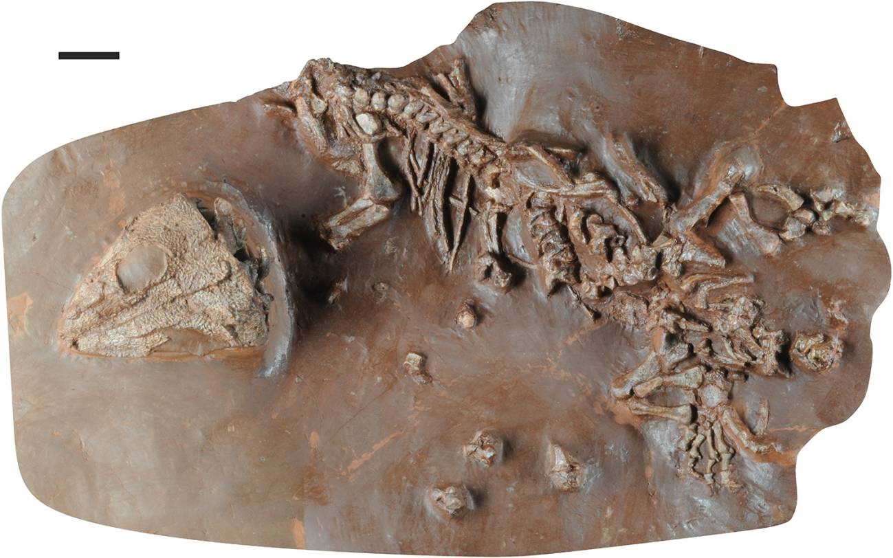 El “tramuntanasaurio”, la nueva especie de reptil que vivió hace 270 millones de años