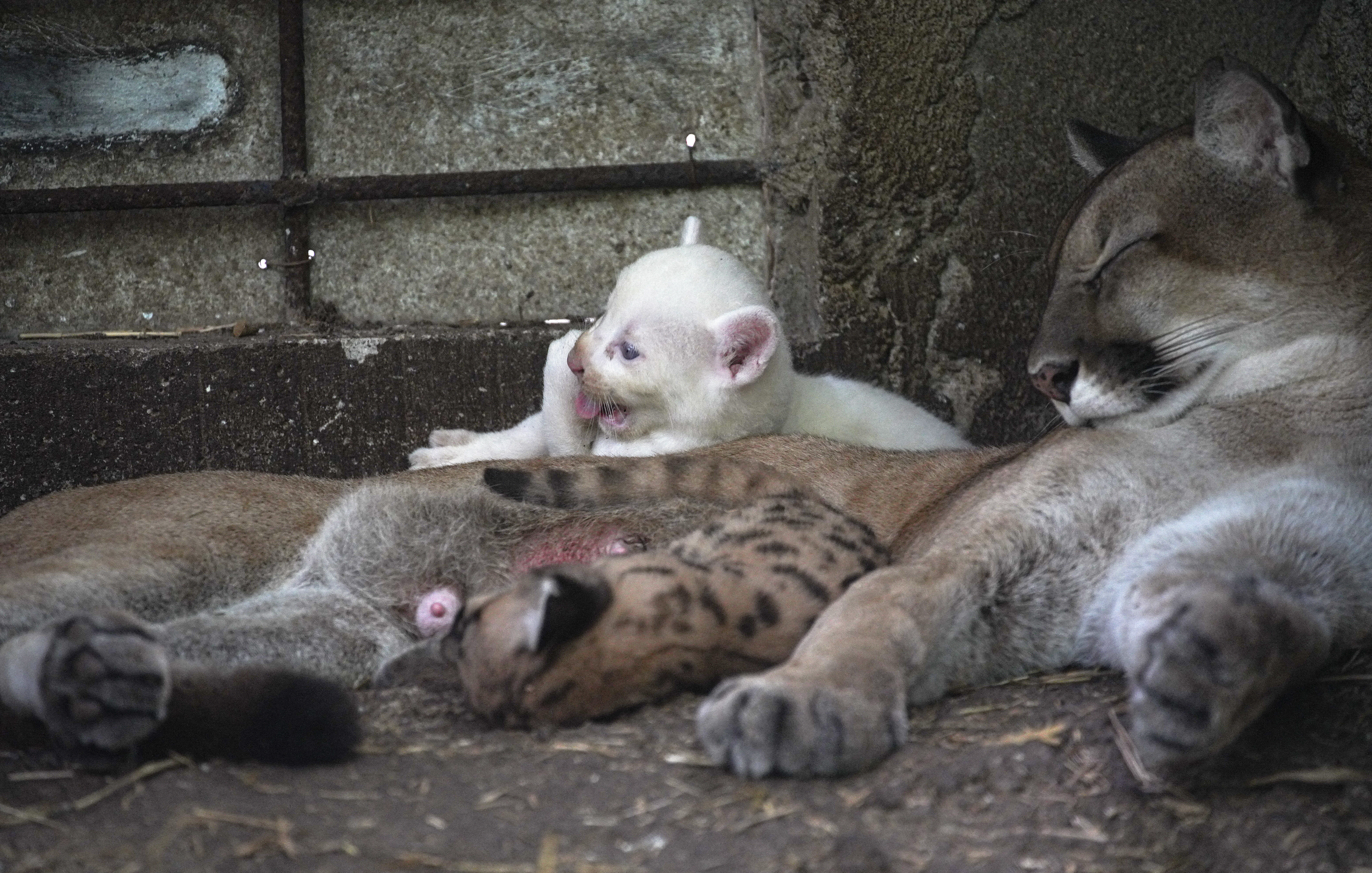 A puma (Felis concolor), born in captivity and considered an endangered species is pictured at the Thomas Belt Zoo in Juigalpa, Nicaragua, on August 23, 2023. (Photo by OSWALDO RIVAS / AFP)