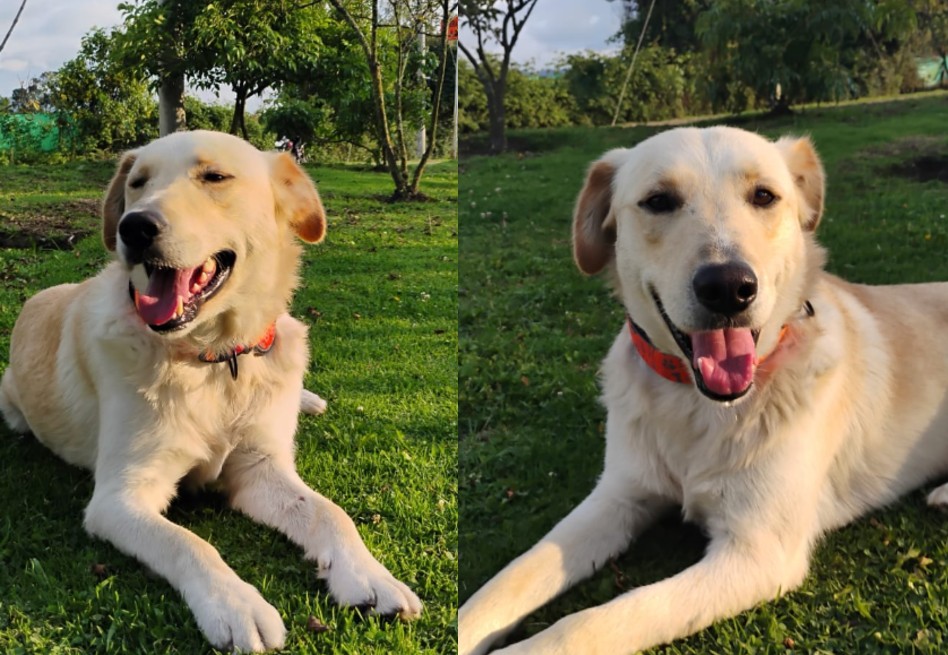 Polo sigue esperando un hogar: su gran tamaño le ha impedido ser adoptado