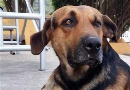 Despiden con desfile a Toby, el perrito más querido de un pueblo: buscan hacerle una estatua