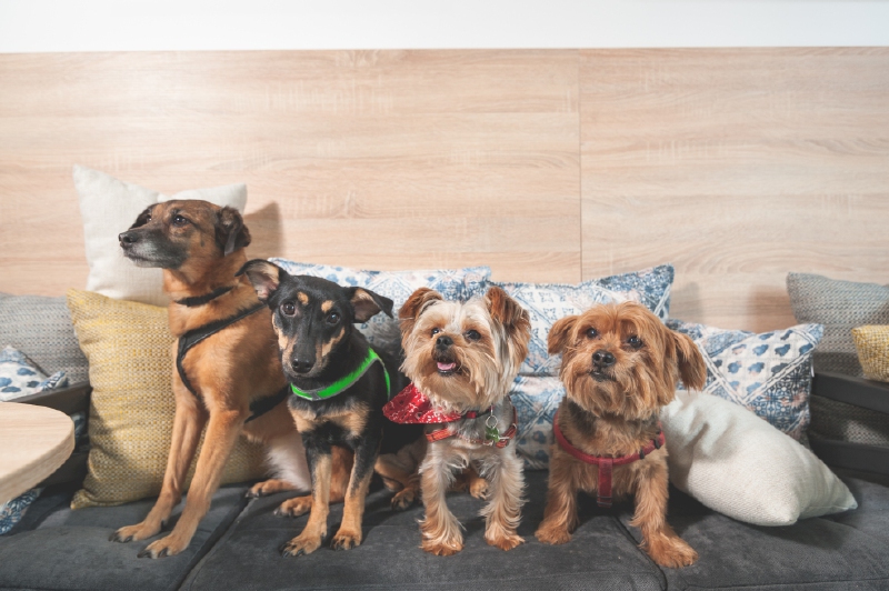 ¿Se debe limitar el número de mascotas por familia?