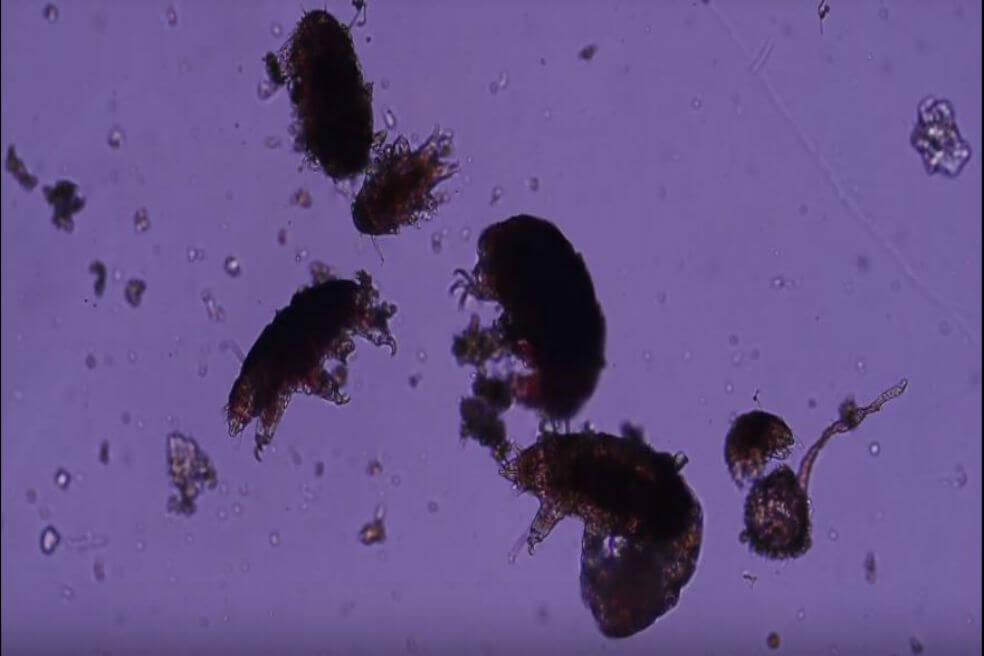 Estudian «ositos de agua» para medir calidad del aire en Medellín