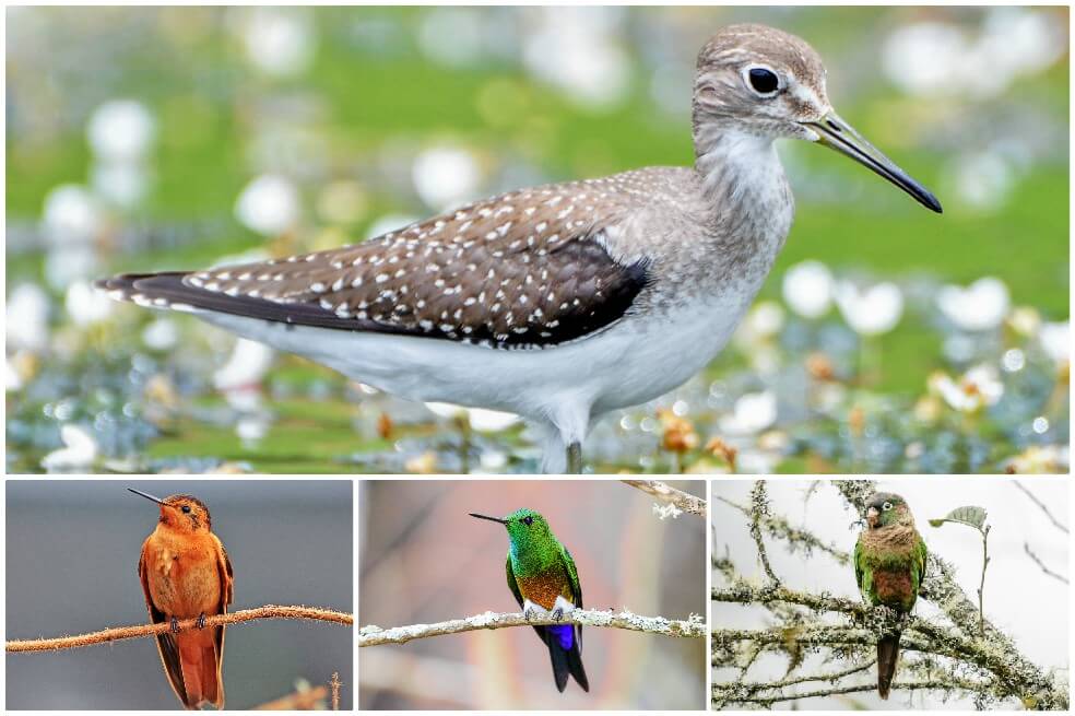Colombia Birdfair: una feria para resaltar la riqueza de aves del país