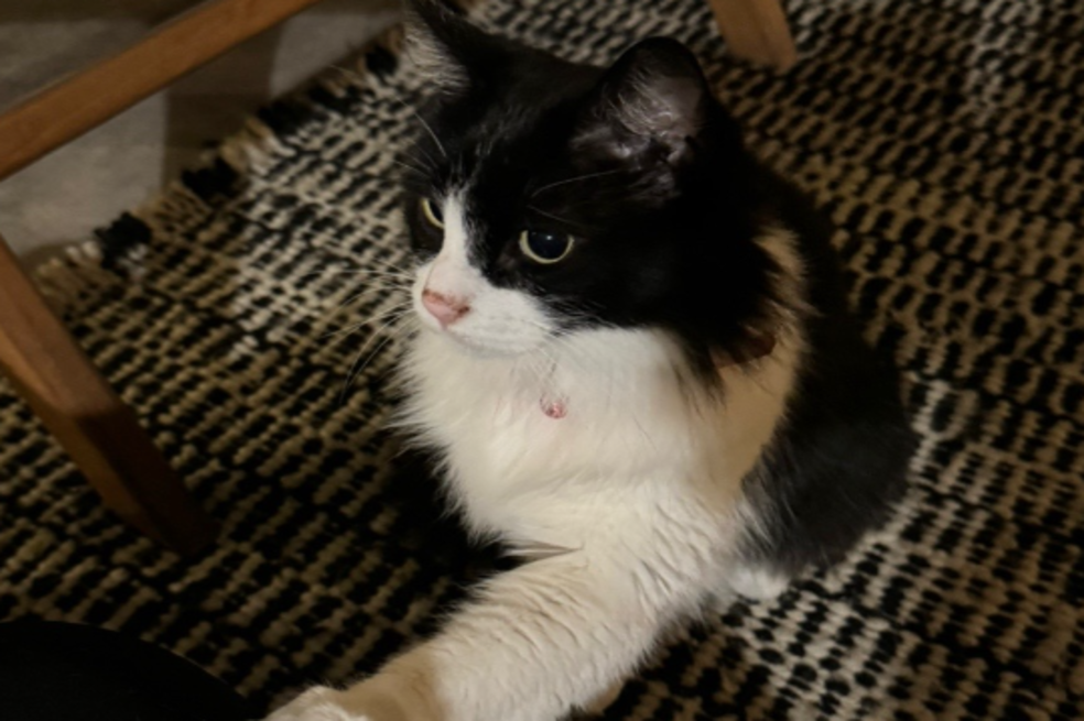 ¿Cómo cuidar correctamente a un gato?
