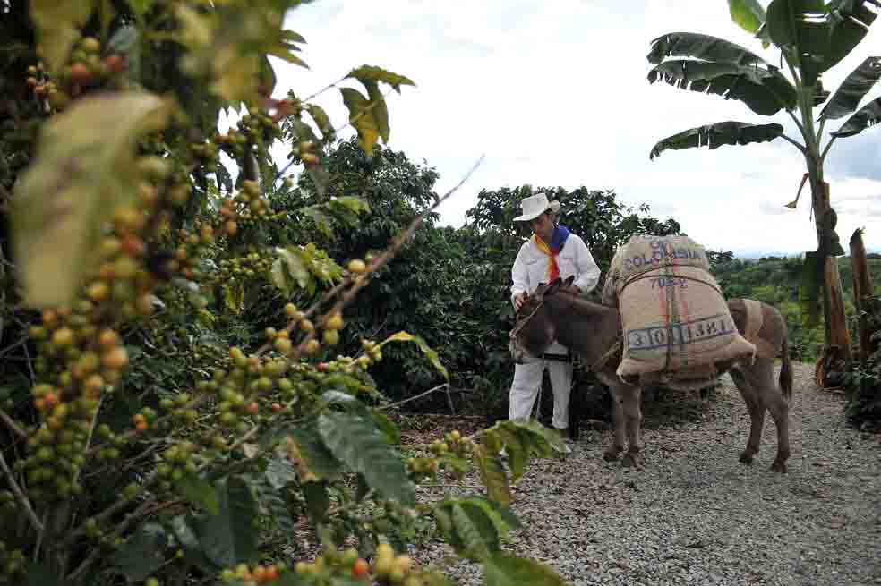 Cafeteros: «minibonanza» con sabor agridulce