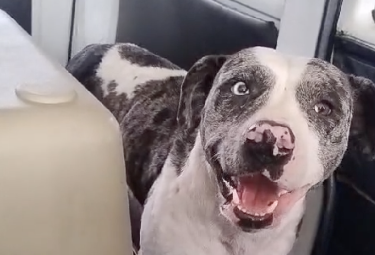 Perrita con una enfermedad venérea es rescatada en Portal Tunal: ahora busca un hogar