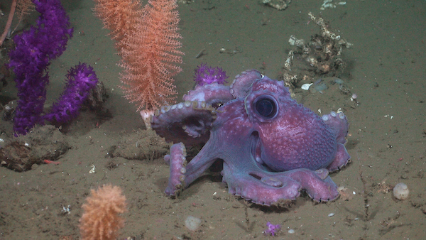 Un pulpo hallado en corales de profundidad a a 1.612 metros bajo la superficie marina.