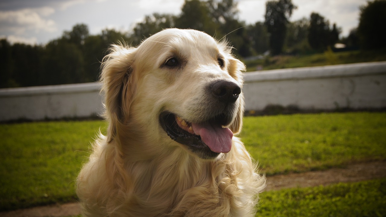 Perro rompe el corazón de su dueña al esperar pacientemente la señal para comer