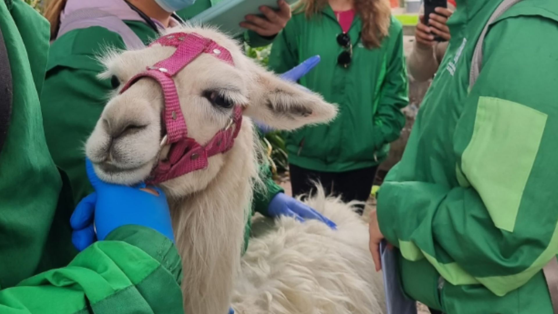 ¡Ya no más uso de animales como atractivos turísticos! Distrito expedirá normativa