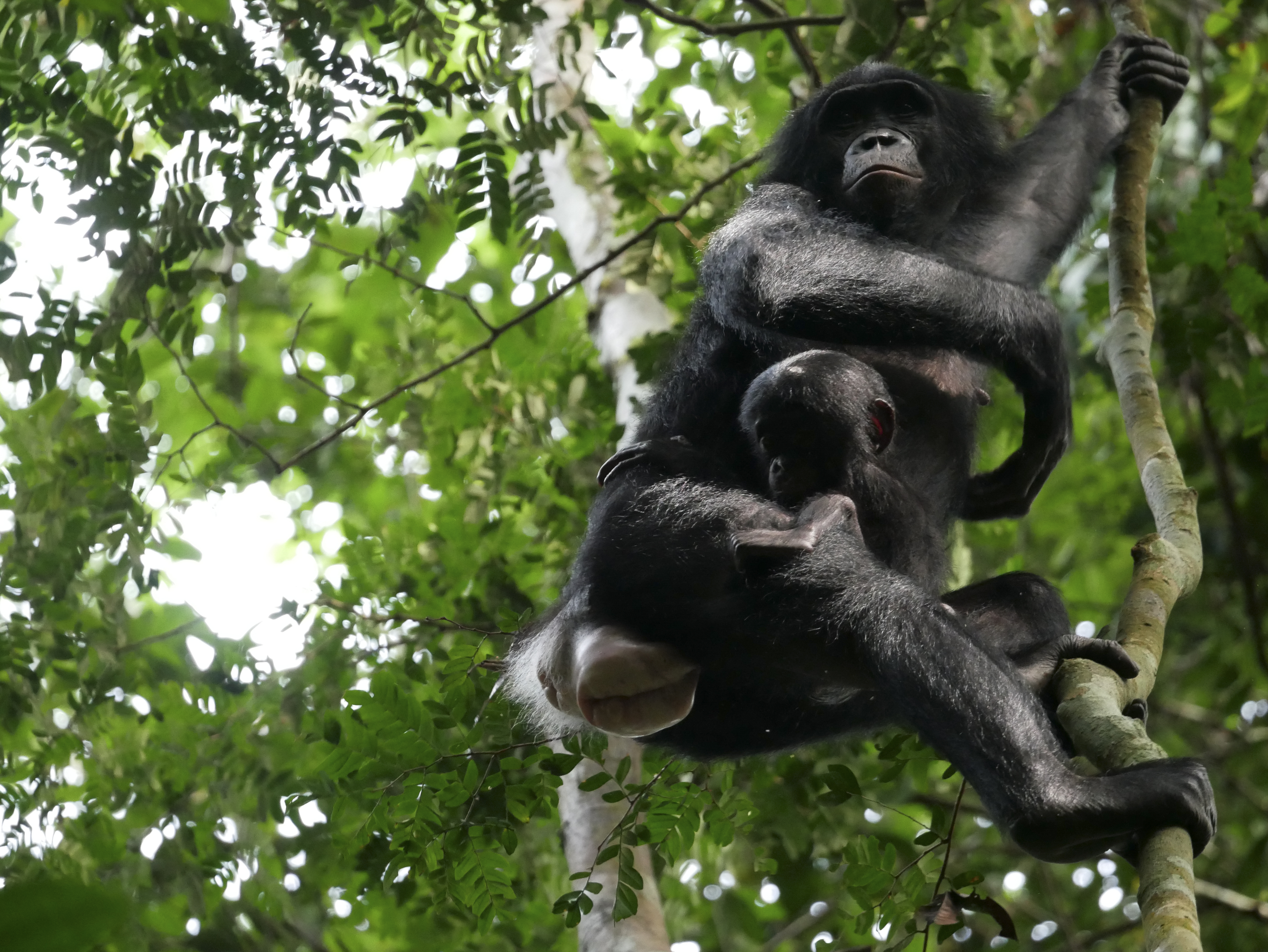El estudio que muestra que los bonobos son más agresivos de lo que se pensaba