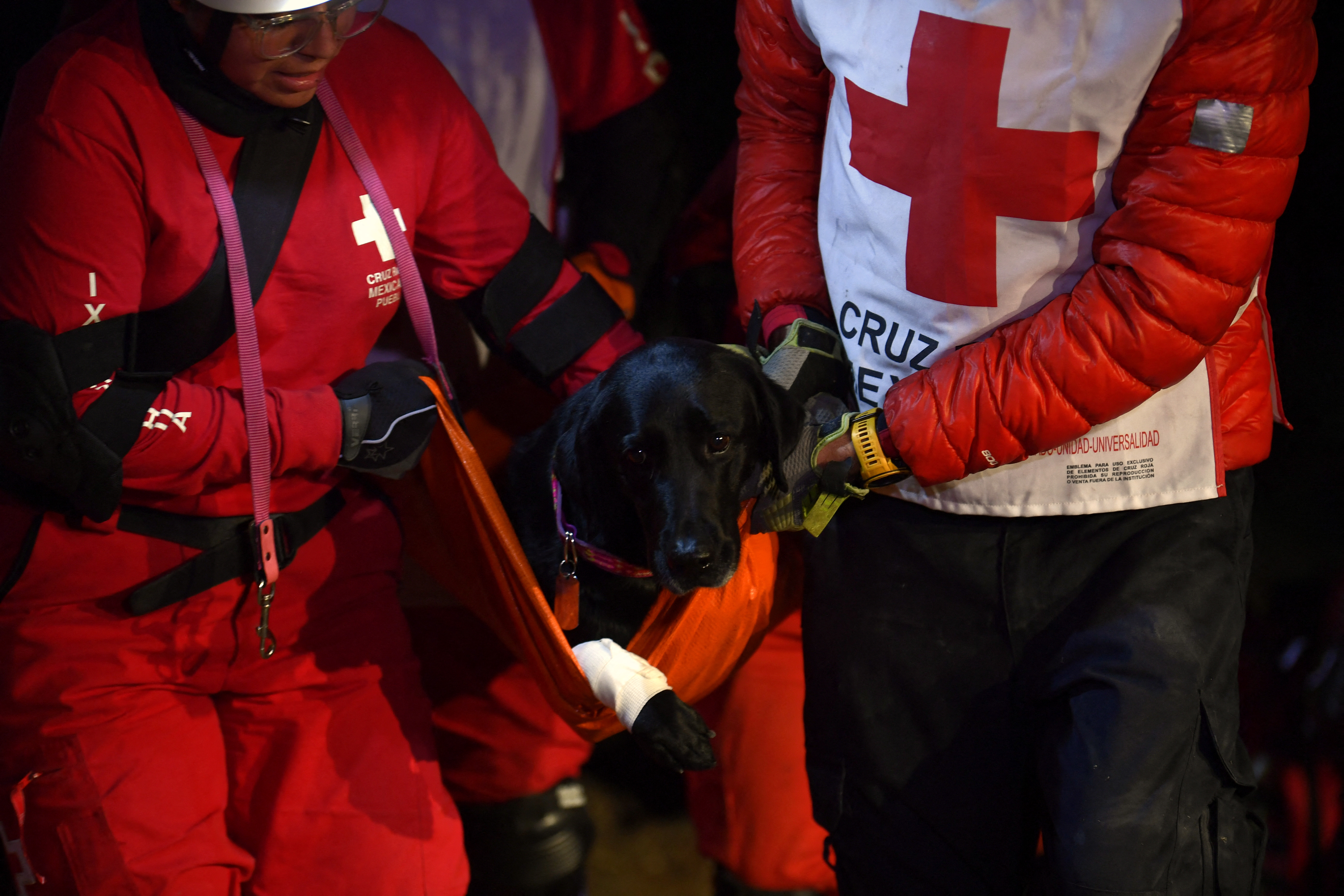 Perros mexicanos se entrenan para salvar vidas en todo el mundo